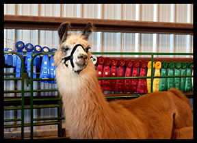 2016 award winning photo by Debbie Meole.