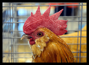 2016 award winning photo by Debbie Meole.