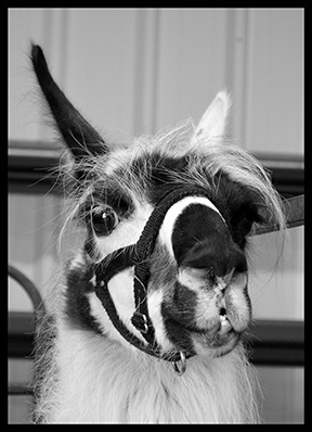 2014 Award Winning photo taken by Debbie Meole.