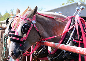 2015 Award Winning photo by Debbie Meole.