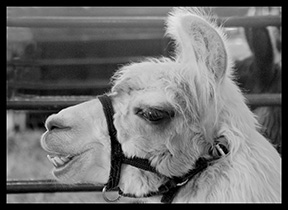 2015 Award Winning photo by Debbie Meole.