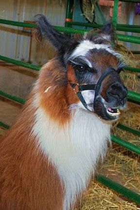 Award winning photo taken by Debbie Meole.