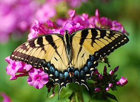 Award winning photo taken by Debbie Meole.