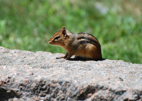 Published photo taken by Shutterart by Debi.