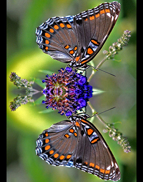 2014 Award Winning photo taken by Debbie Meole.